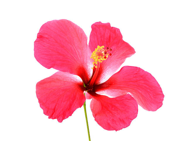 istock Pink Hibiscus flower isolated on  white background 468281088