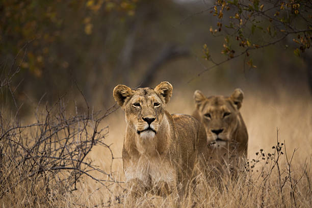istock couple of Lionesses 468281438
