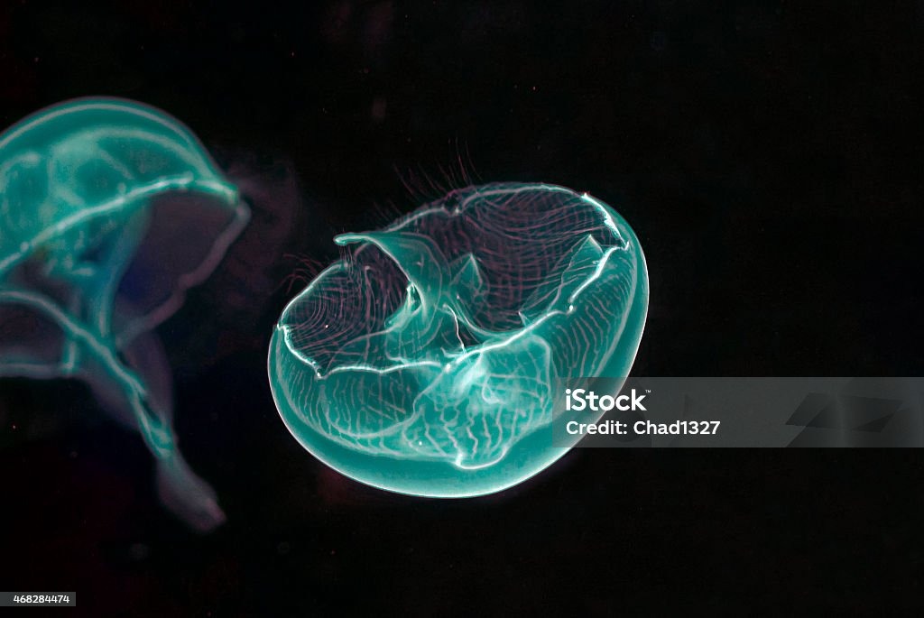 Jellyfish multicolored Isolated jellyfish in bright white, blue green color. 2015 Stock Photo