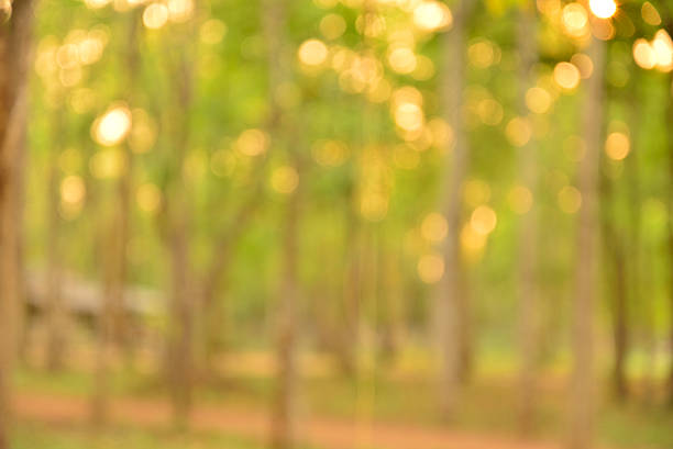 istock autumn maple out of focus background, good for backdrop 468286718