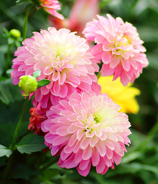 istock Pink Dahlias flower background 468287080