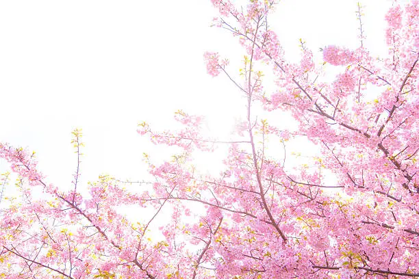 Sakura Cherry Blossom with sun light.