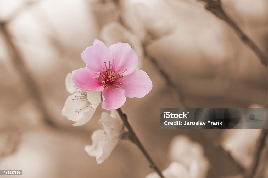 One color nectarine flower blooming Closeup of a nectarine flower blooming. Color splash effect photo. One flower nectarines is in pink color. The rest of the photos is provided as a vintage photo. 2015 Stock Photo