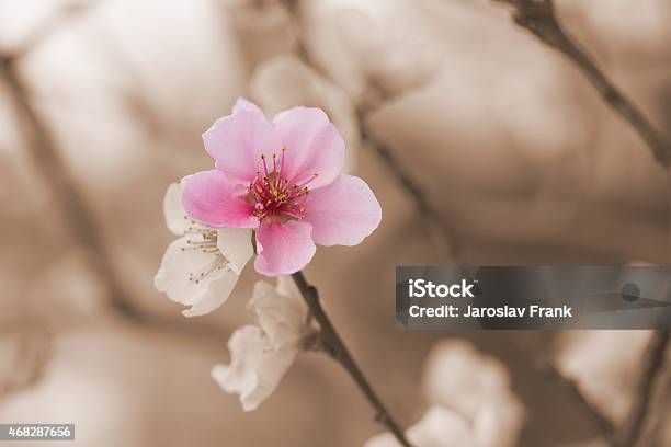 One Color Nectarine Flower Blooming Stock Photo - Download Image Now - 2015, Agriculture, Apricot