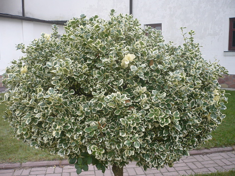 bush euonymus Japanese blossomed beautiful flowers