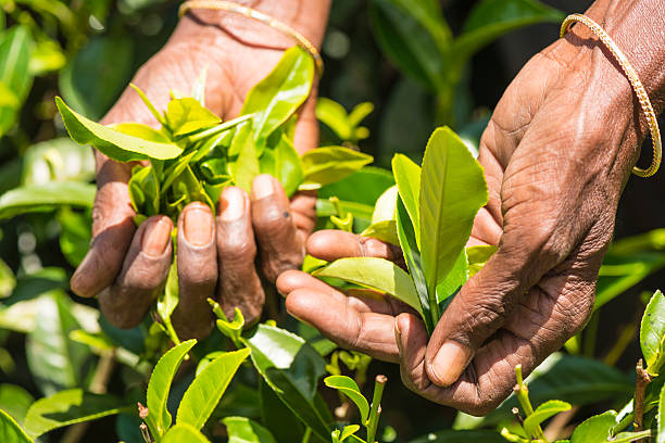 Tamil tea pisker Srilanka