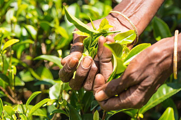 istock Tamil tea pisker Srilanka 468299444