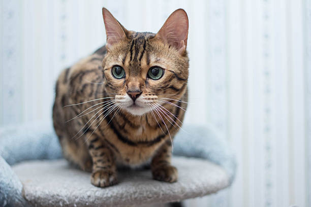 istock Bengal cat looking into the distance 468299750