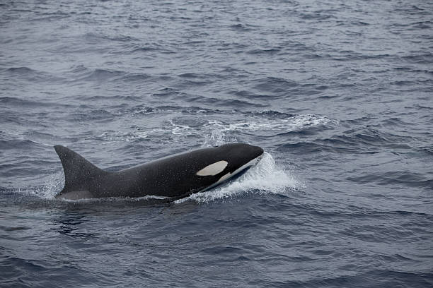 istock Killer Whale Bremer Bay 468300000