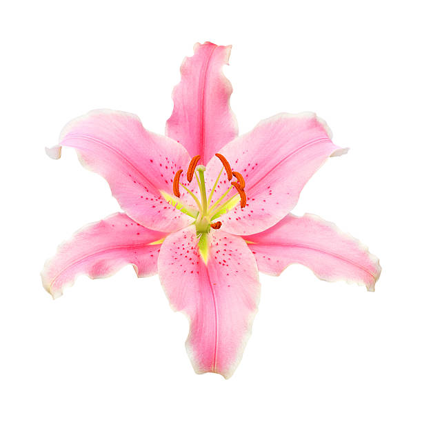 istock pink lily flower isolated on white background 468300244