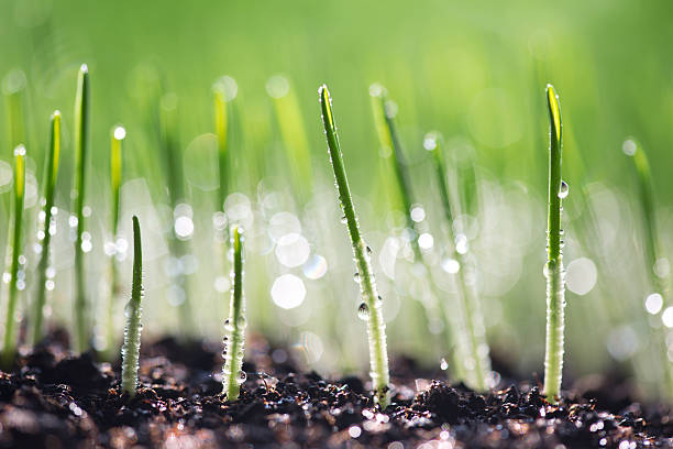istock Fresh green wheat grass with water drops 468303858
