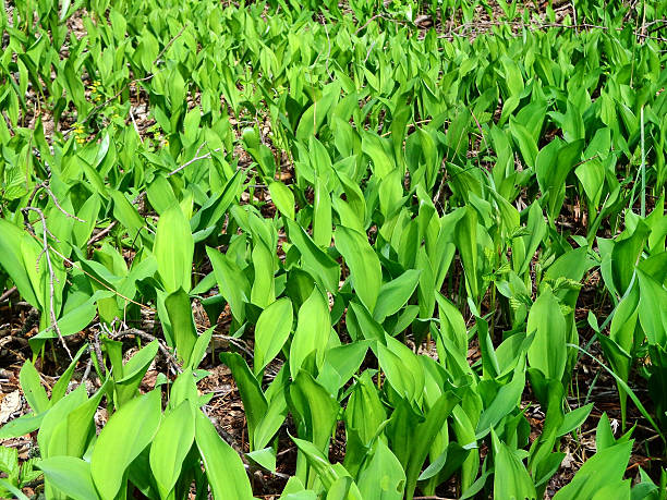 istock Lilies of the valley 468304230