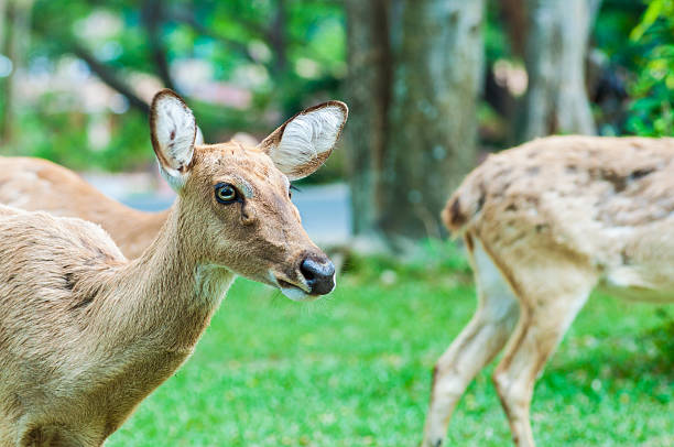 istock deer  in  green open zoo 468304264