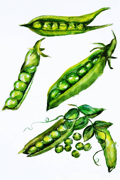 녹색 완두콩 워터컬러 - healthy eating green pea snow pea freshness stock illustrations