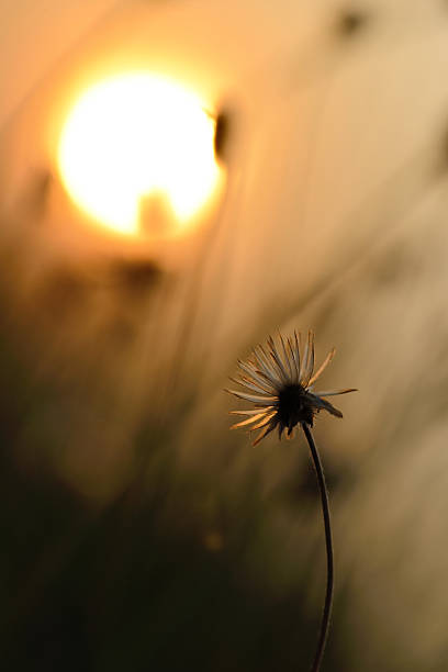 istock bstract grasses in the morning sun 468307122