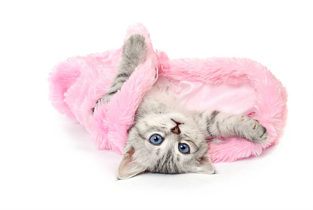 istock Kitten in  pink fur coat on white background 468307467