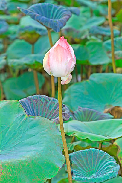 istock Lotus flower plants in thailand 468307638