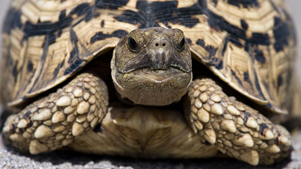 istock Pantherschildkroete, Leopard tortoise, Geochelone pardalis 468311133
