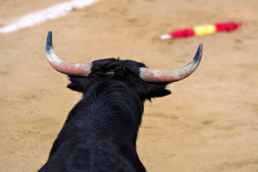 Bull in a bullring, with barbed stick on thr floor