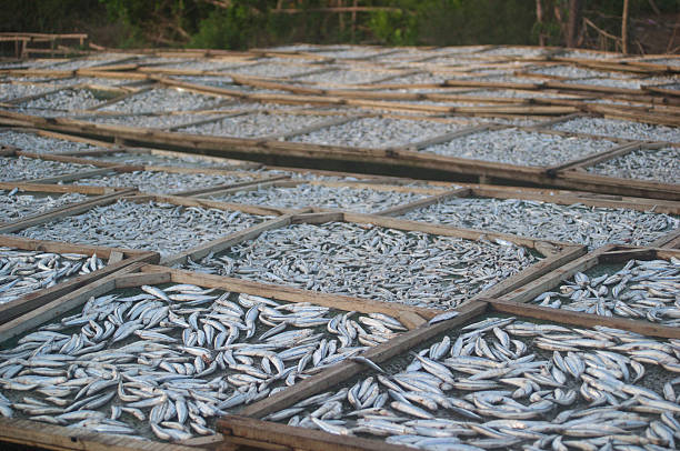 istock Small fish, boiled & air dried, Hoi An, Vietnam 468312611