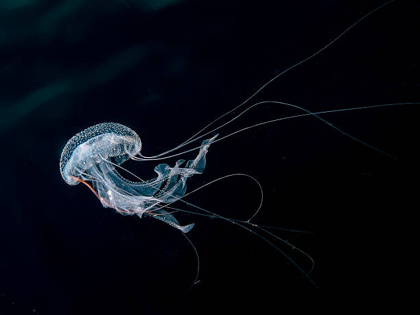 Jellyfish at night A small jellyfish with long tentacles on a black background jellyfish stock pictures, royalty-free photos & images