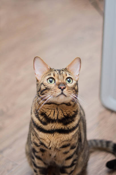 istock Bengal cat looking into the distance 468314108