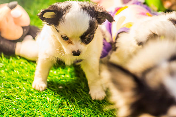 istock baby Chihuahua try to standing 468314380