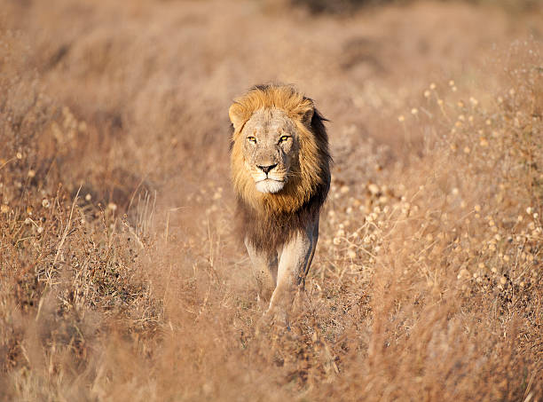 istock The mane on the  plane; Lion, Savuti, Chobe, Botswana 468314780
