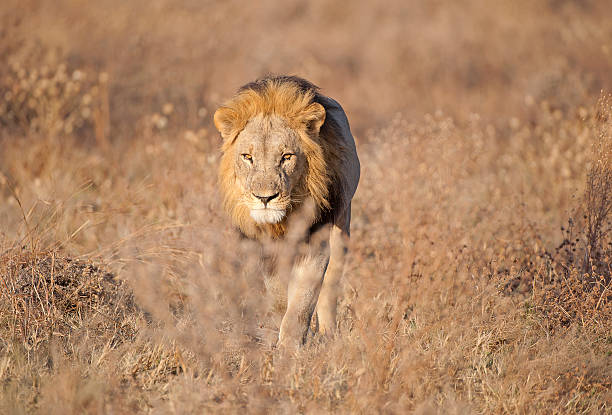 istock Lion with a purpose, Savuti marsh, Chobe, Botswana 468314786