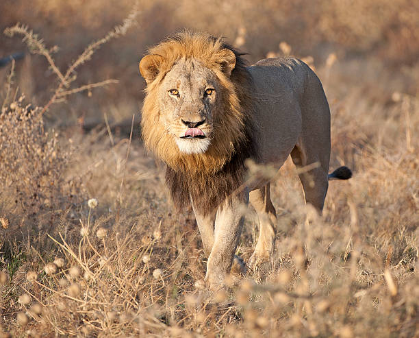 istock Male lion sizing you up, Savuti, Chobe, Botswana 468314794