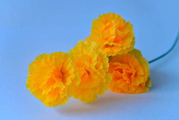istock beautiful yellow  marigold close up 468317210