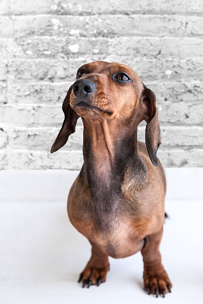 istock Dachshund dog isolated 468317410