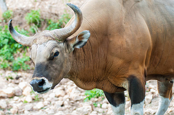 istock gaur in  green open zoo 468318780