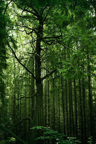 Enchanted bosque - foto de stock