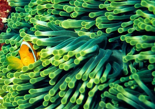 Little orange Anemonefish hides in green Anemone. Underwater Shot made in the Indian Ocean of the Maldives.