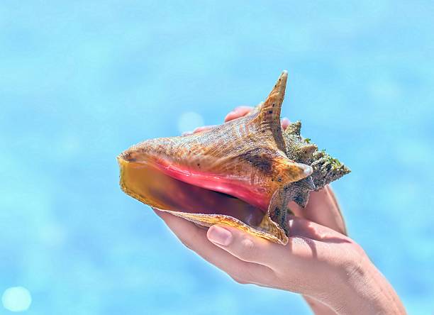 istock woman hand holding big beautiful rapana sea shell 468318936