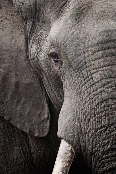 A close up of an elephant showing skin texture. 