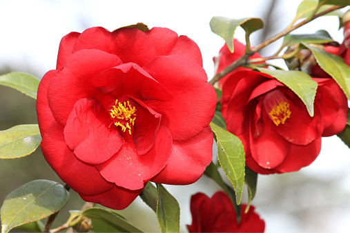 A Red Velvet Camellia in bloom.
