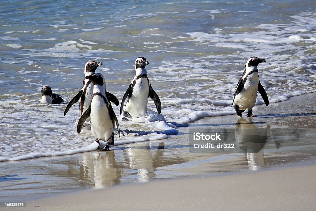 African penguin (spheniscus demersus) at the Boulders colony in colony of african penguins (Spheniscus demersus; also known as the Black-footed Penguin or Jackass Penguin) at nature resort "Boulders" ;; South Africa Africa Stock Photo