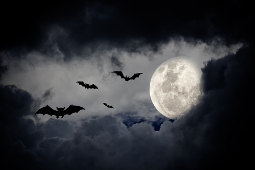 Halloween design background with , naked trees, and bats and moon