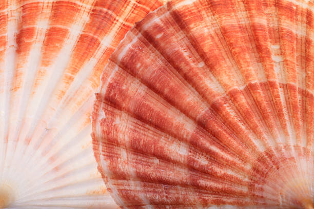 istock Macro View of Two Seashells 468326676