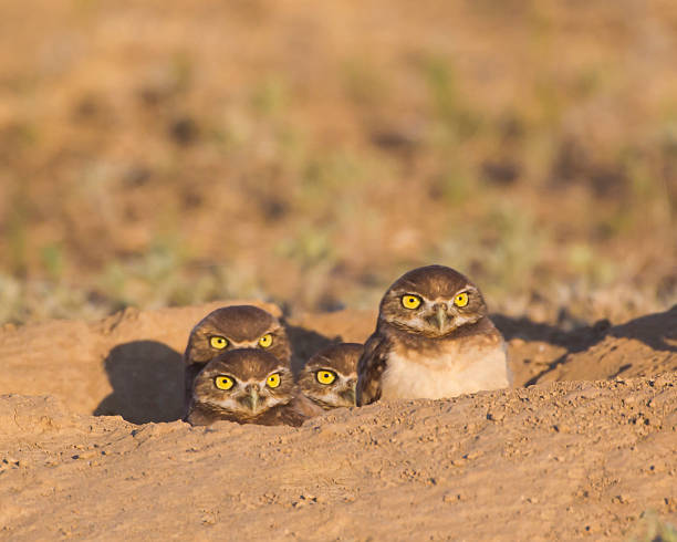 Barely Burrowed Babies "Barely Burrowed Babies" - Four baby burrowing owlets pop their heads out of a prairie dog hole to see the new world. burrowing owl stock pictures, royalty-free photos & images
