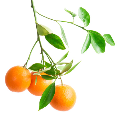 branch with fresh ripe orange fruits, isolated on white background