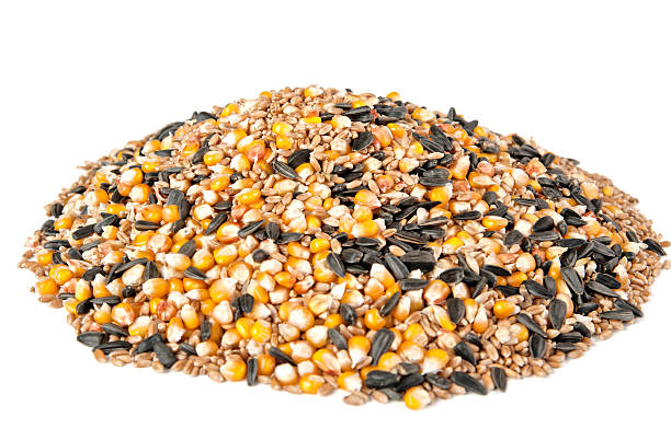 istock Mix corn, wheat, sunflower seeds. 468329322