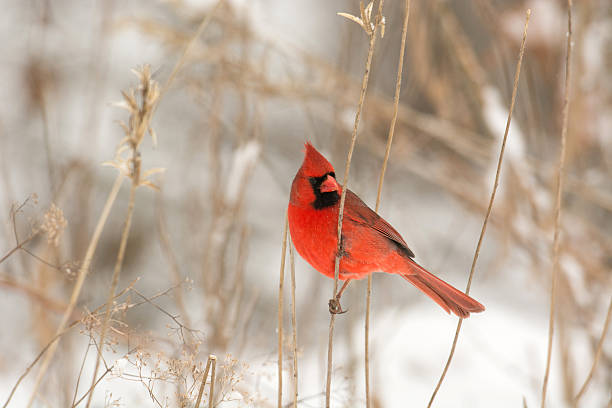 istock Male northern cardinal 468330484