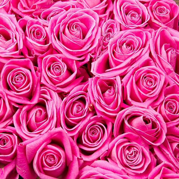 istock Pink roses in bloom in full page 468330631