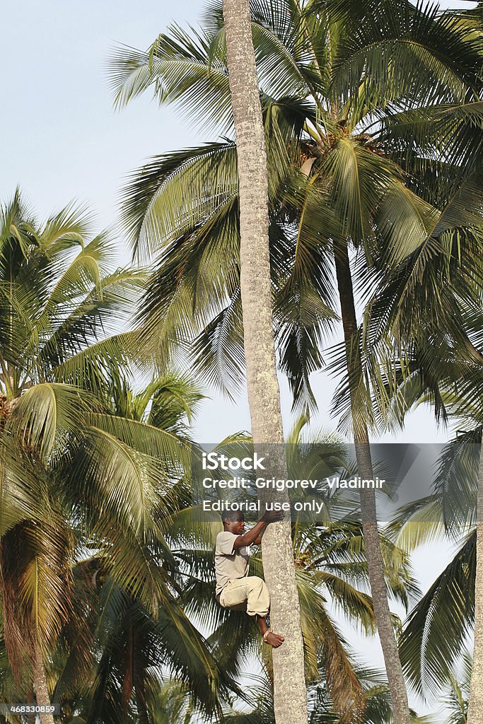 African black man climbs palm tree. Zanzibar, Tanzania - February 18, 2008: One unknown young African man, approximate age 25-30 years climbs palm tree. 25-29 Years Stock Photo