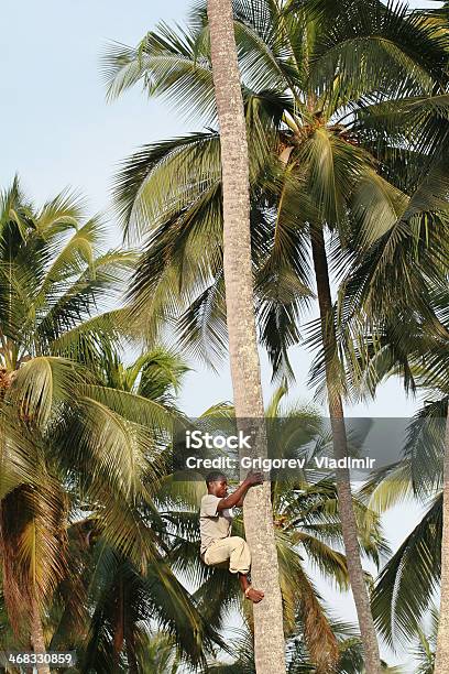 African Black Man Climbs Palm Tree Stock Photo - Download Image Now - 25-29 Years, Adult, Adults Only