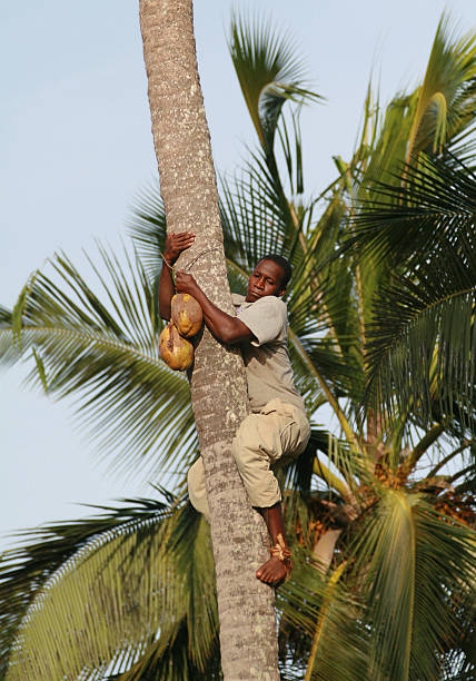Zanzibar, Tanzania - February 18, 2008: One unknown young African man, approximate age 25-30 years down from palm trees with coconut in hands.