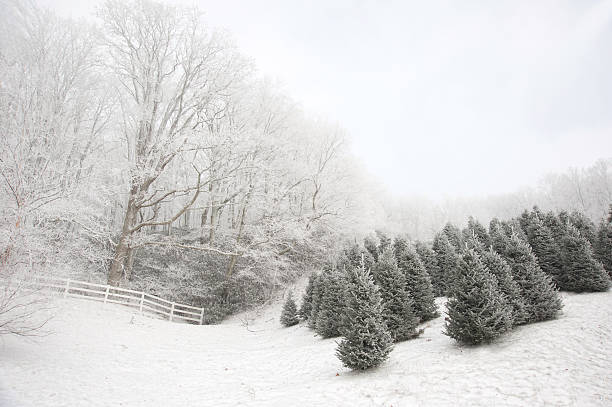 istock smoky mountain christmas 468331006
